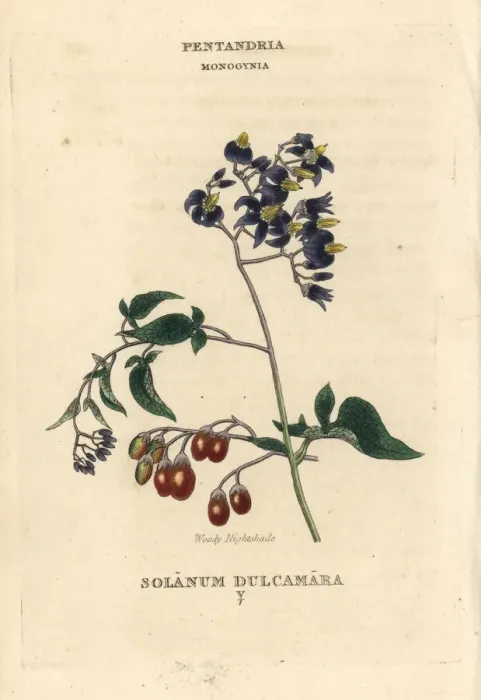 Framed Print : Woody nightshade, Solanum dulcamara Framed Print : Woody nightshade, Solanum dulcamara