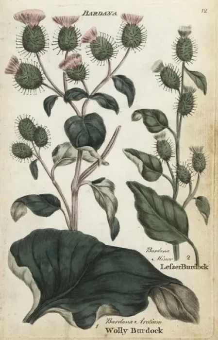 Framed Print : Woolly burdock and lesser burdock Framed Print : Woolly burdock and lesser burdock