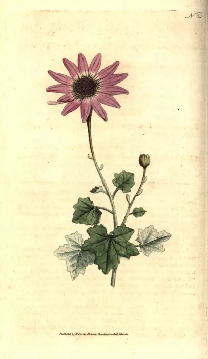 Framed Print : Woolly cineraria, Cineraria lanata Framed Print : Woolly cineraria, Cineraria lanata