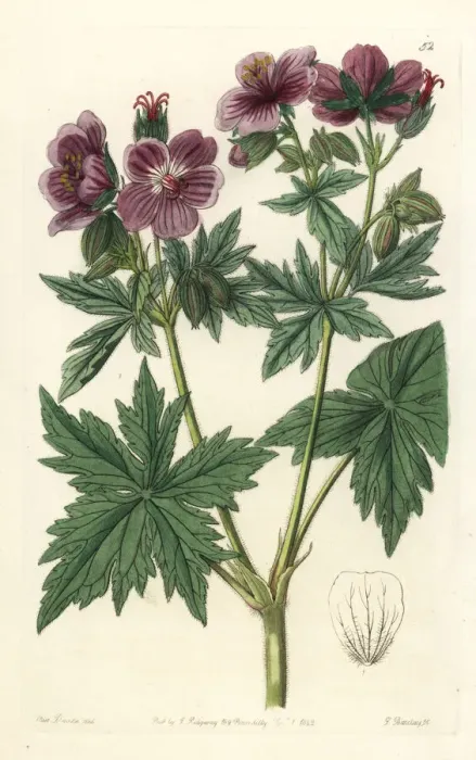 Framed Print : Woolly-flowered geranium, Geranium erianthum Framed Print : Woolly-flowered geranium, Geranium erianthum