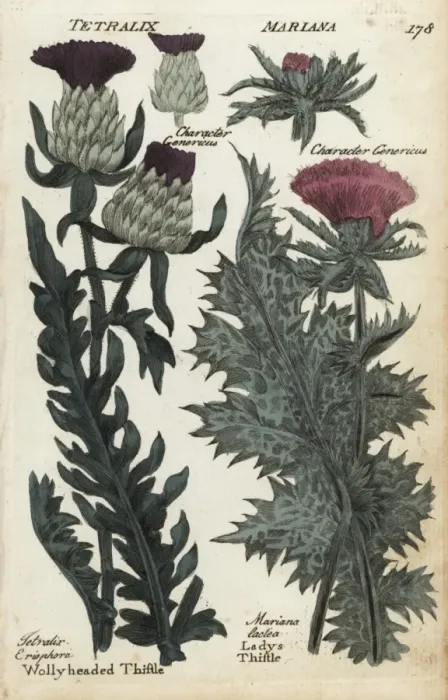 Framed Print : Woolly headed thistle and milk or ladys thistle Framed Print : Woolly headed thistle and milk or ladys thistle
