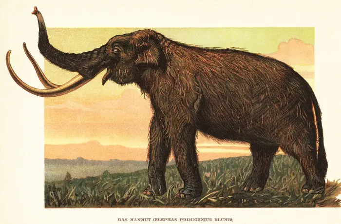 Framed Print : Woolly mammoth, Mammuthus primigenius Framed Print : Woolly mammoth, Mammuthus primigenius