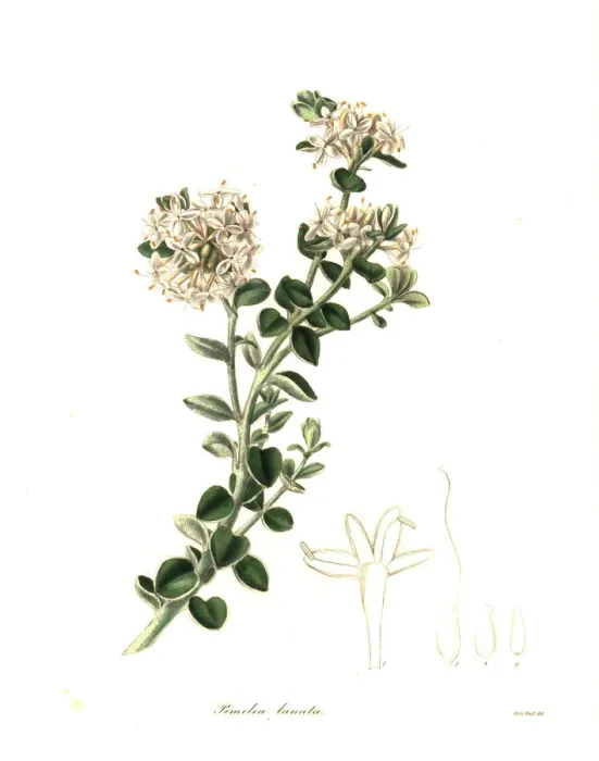 Framed Print : Woolly pimelea, Pimelea lanata Framed Print : Woolly pimelea, Pimelea lanata