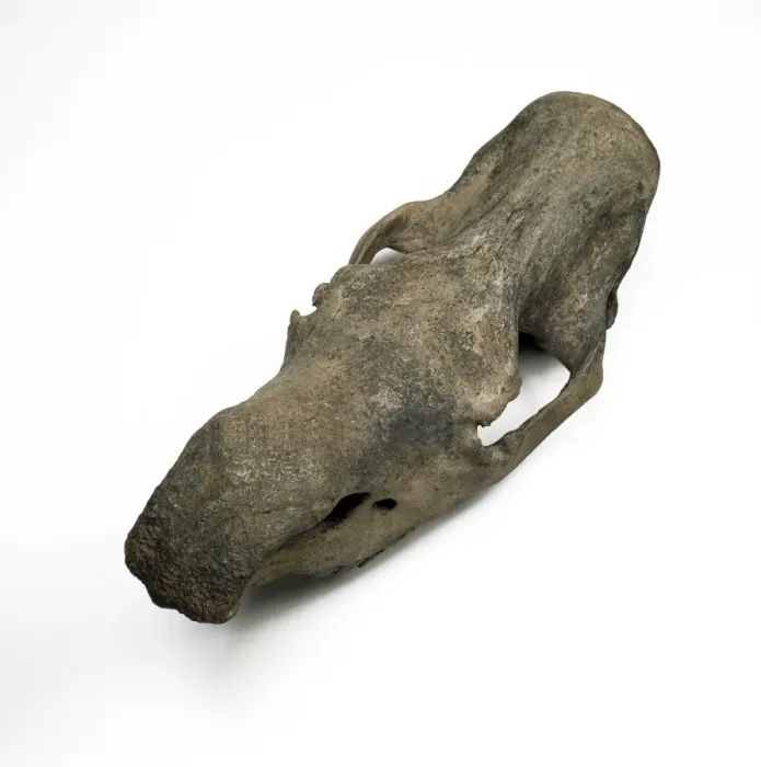 Framed Print : Woolly rhinoceros skull Framed Print : Woolly rhinoceros skull