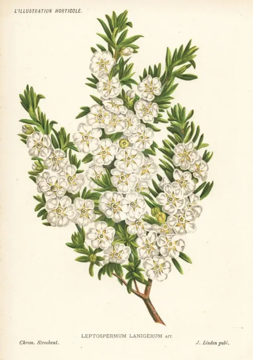Framed Print : Woolly tea-tree, Leptospermum lanigerum Framed Print : Woolly tea-tree, Leptospermum lanigerum