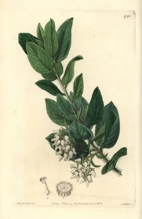 Framed Print : Woollyleaf manzanita, Arctostaphylos tomentosa Framed Print : Woollyleaf manzanita, Arctostaphylos tomentosa