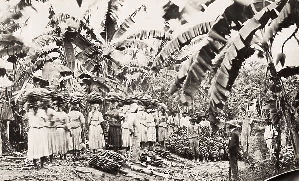 Workers on a banana plantation, West Indies?