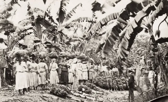 Framed Print : Workers on a banana plantation, West Indies? Framed Print : Workers on a banana plantation, West Indies?