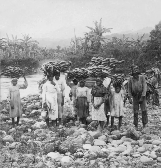 Framed Print : Workers harvesting banana crop, Jamaica Framed Print : Workers harvesting banana crop, Jamaica