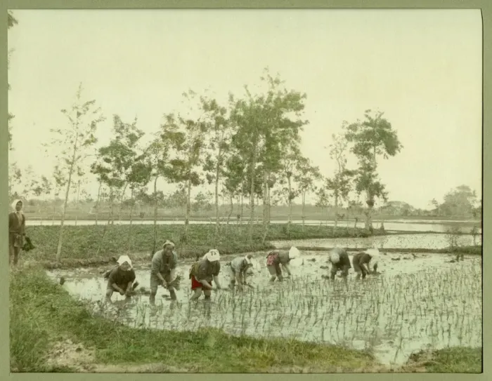 Framed Print : Workers in a paddy field Framed Print : Workers in a paddy field