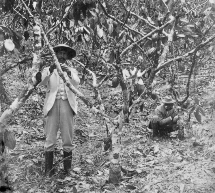 Framed Print : Two workers picking cocoa pods, Jamaica Framed Print : Two workers picking cocoa pods, Jamaica