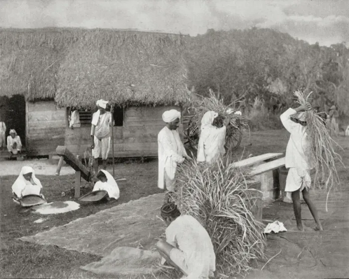 Framed Print : Workers Preparing Rice in Jamaica Framed Print : Workers Preparing Rice in Jamaica