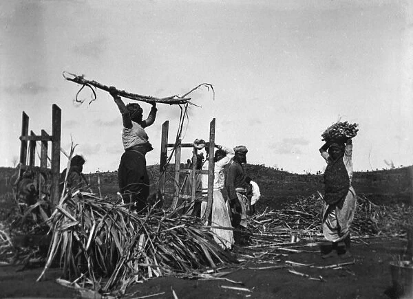 Workers in the sugar fields, Fiji, South Pacific