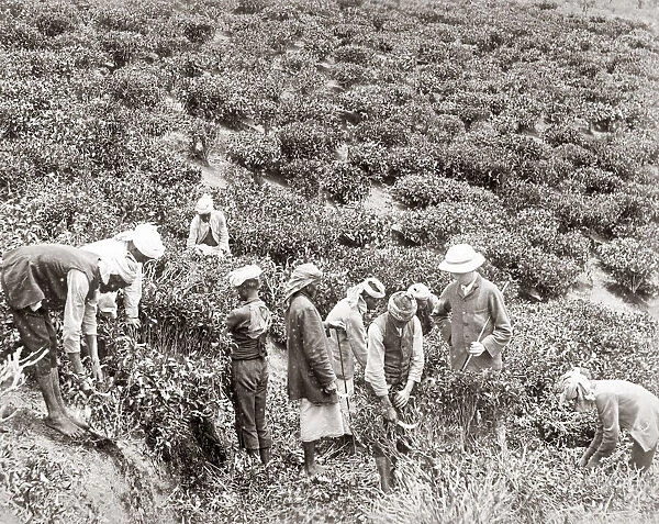 Workers in a tea plantation, India, c. 1880 s
