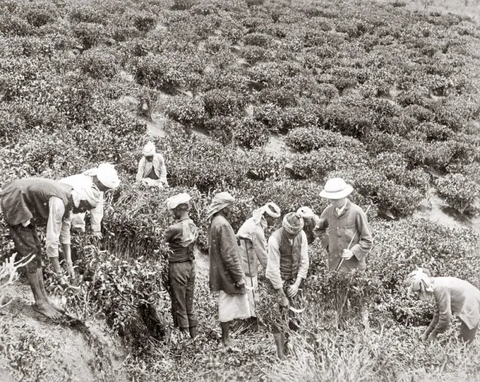 Framed Print : Workers in a tea plantation, India, c. 1880 s Framed Print : Workers in a tea plantation, India, c. 1880 s