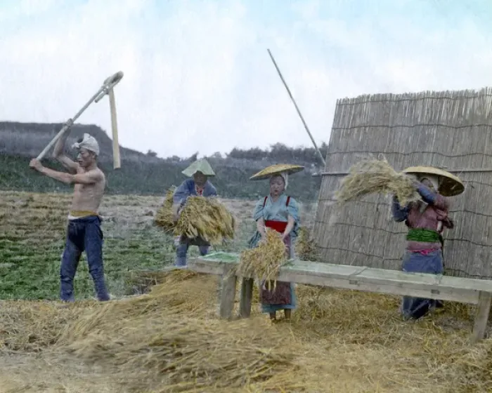 Framed Print : Workers threshing grain, Japan Framed Print : Workers threshing grain, Japan