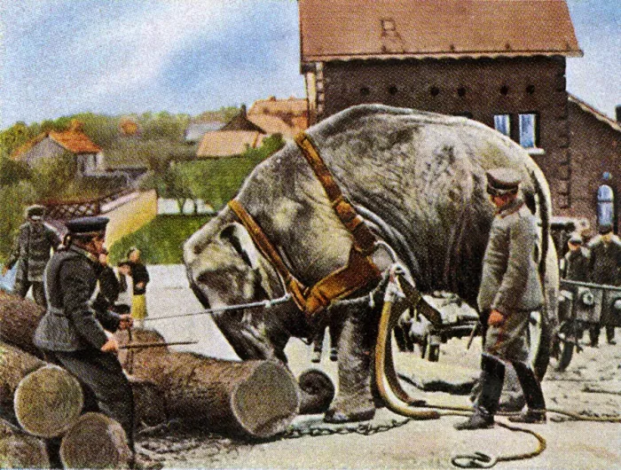 Framed Print : WORKING ELEPHANT 1915 Framed Print : WORKING ELEPHANT 1915