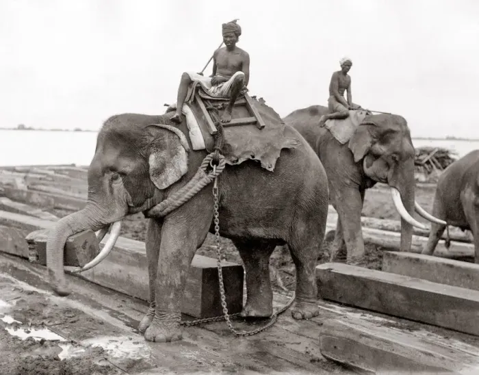 Framed Print : Working elephant, timber yard, Burma, India, c. 1880 s Framed Print : Working elephant, timber yard, Burma, India, c. 1880 s