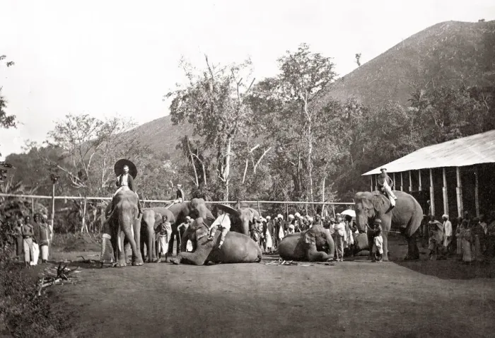 Framed Print : Working elephants and estate coolies, India, c. 1880 s Framed Print : Working elephants and estate coolies, India, c. 1880 s
