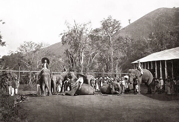Working elephants and estate coolies, India, c. 1880 s