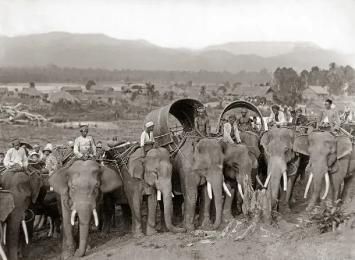 Framed Print : Working elephants, probably Burma, circa 1890 Framed Print : Working elephants, probably Burma, circa 1890