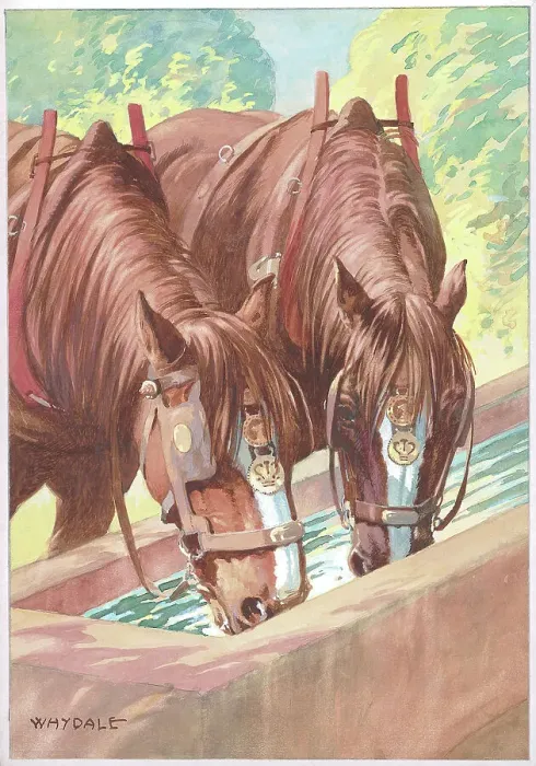Framed Print : Working horses having a drink Framed Print : Working horses having a drink