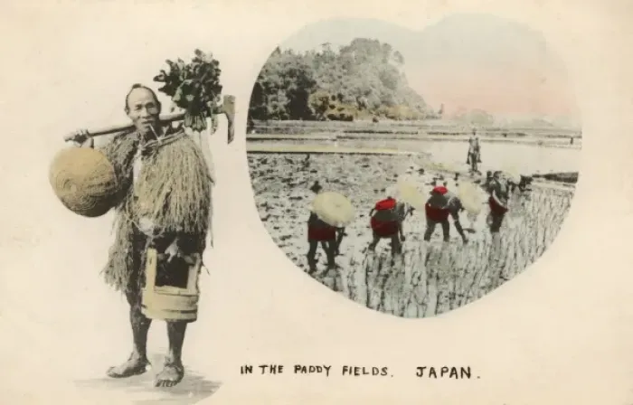 Framed Print : Working the paddy fields - Japan Framed Print : Working the paddy fields - Japan