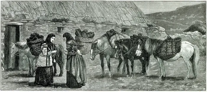 Framed Print : Working shetland ponies in the Shetland Islands, Scotland. Date: 1882 Framed Print : Working shetland ponies in the Shetland Islands, Scotland. Date: 1882