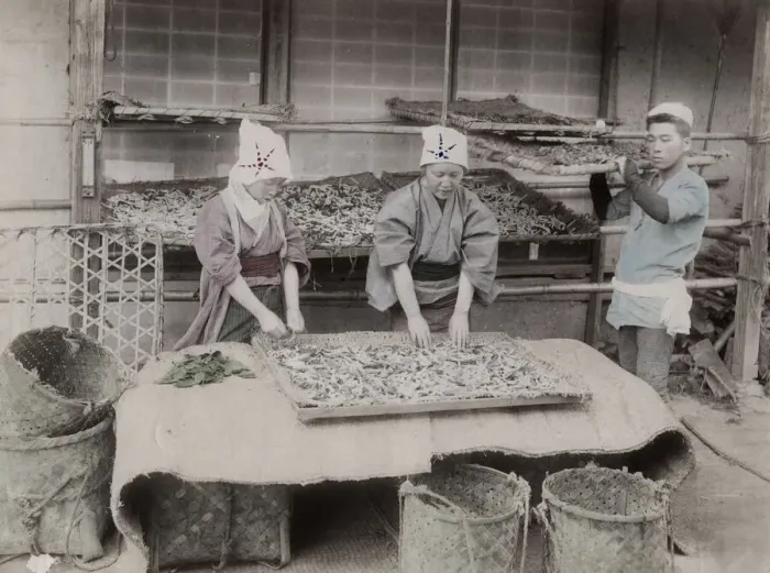 Framed Print : Working with silk worms, Japan Framed Print : Working with silk worms, Japan