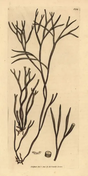 Framed Print : Worm-like fucus, Furcellaria lumbricalis Framed Print : Worm-like fucus, Furcellaria lumbricalis