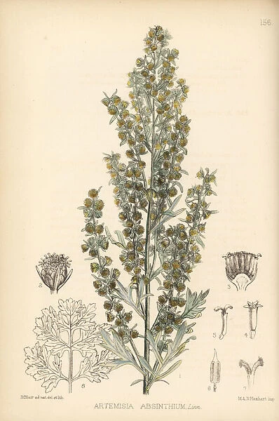 Wormwood or absinthe, Artemisia absinthium
