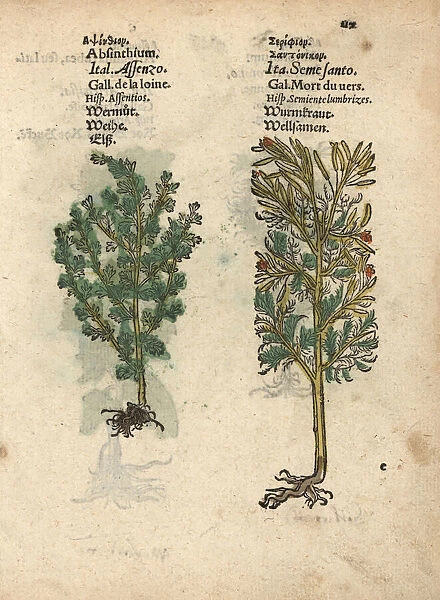 Wormwood, Artemisia absinthium, and santonica