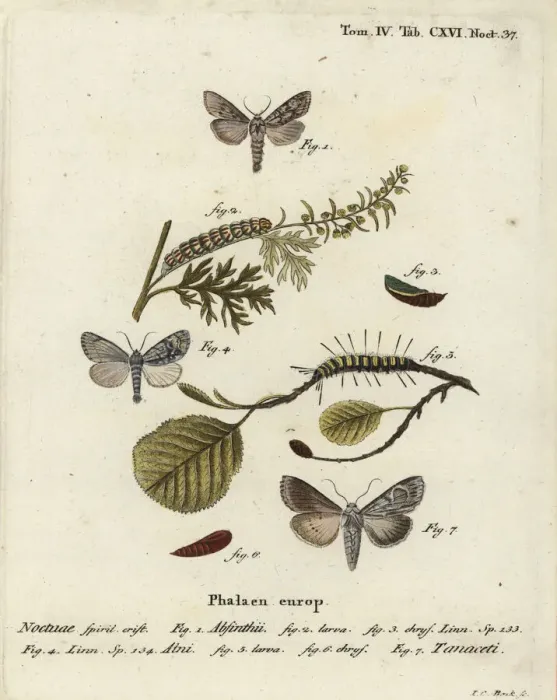 Framed Print : Wormwood moth, alder moth and Cucullia tanaceti Framed Print : Wormwood moth, alder moth and Cucullia tanaceti