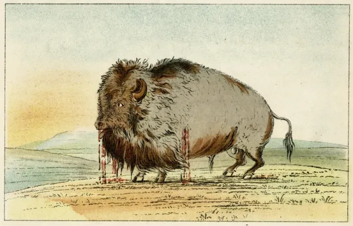 Framed Print : Wounded Buffalo C1830 Framed Print : Wounded Buffalo C1830