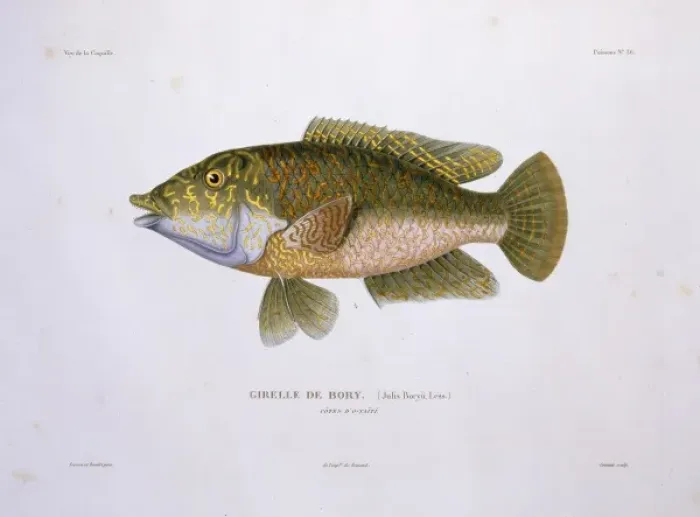 Framed Print : Wrasse. Plate 36 by Louis-Isidore Duperrey from his Voyage de la Coquille 1822-1825 Framed Print : Wrasse. Plate 36 by Louis-Isidore Duperrey from his Voyage de la Coquille 1822-1825