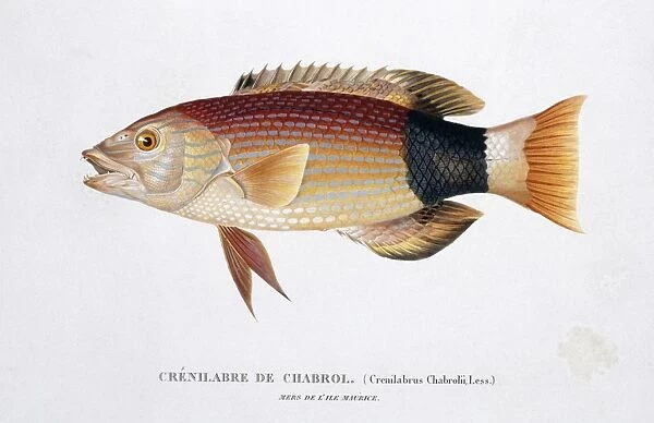 Wrasse. Plate 38 from by Louis-Isidore Duperrey