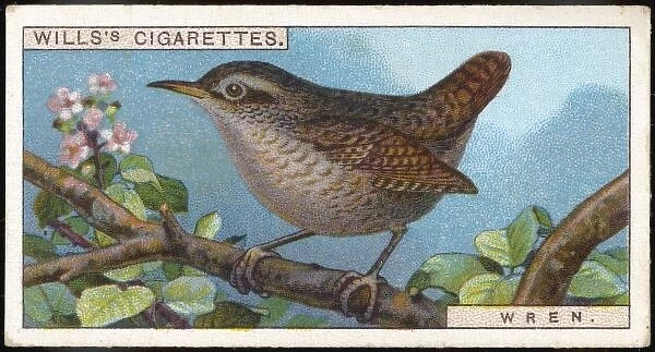 Wren  /  Cigarette Card  /  1915