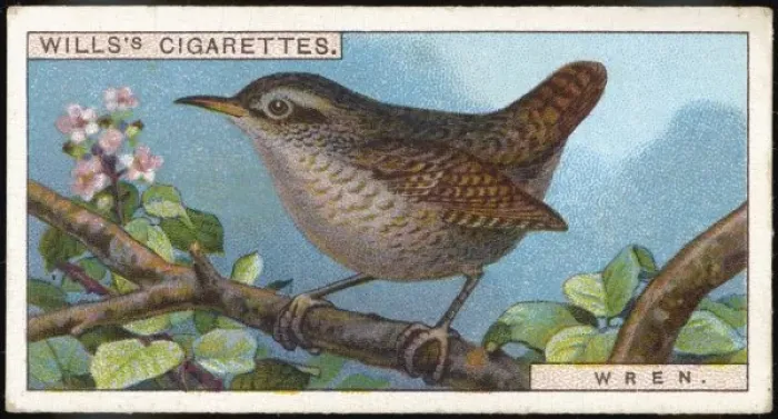 Framed Print : Wren / Cigarette Card / 1915 Framed Print : Wren / Cigarette Card / 1915