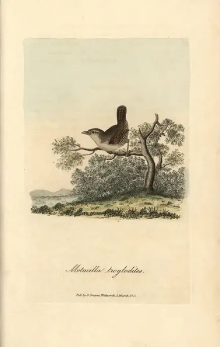 Framed Print : Wren, Motacilla troglodites, Troglodytes troglodytes