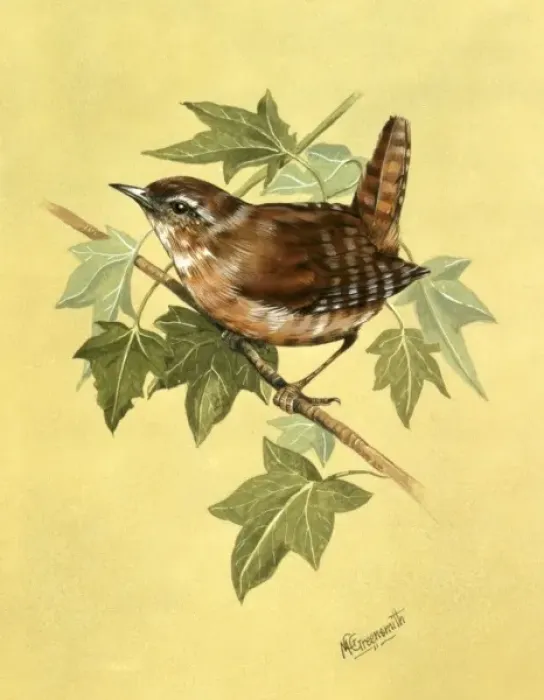 Framed Print : Wren (Troglodytes troglodytes) Framed Print : Wren (Troglodytes troglodytes)