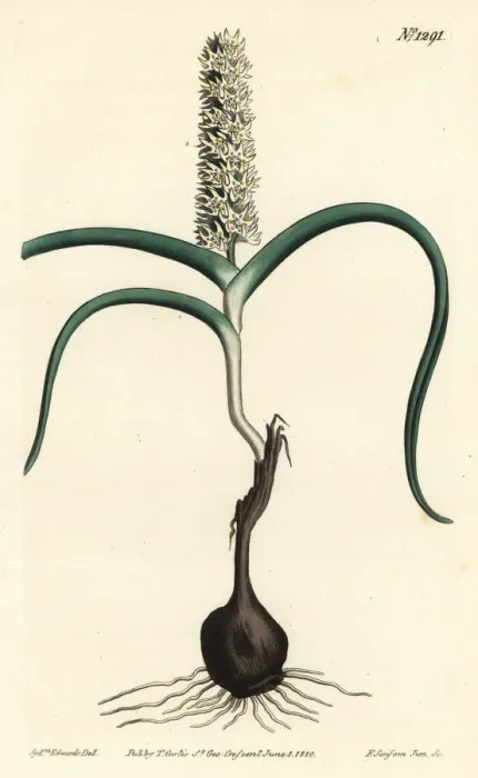 Framed Print : Wurmbea monopetala Framed Print : Wurmbea monopetala