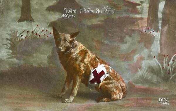 WW1 - A Loyal friend - French Red Cross Dog