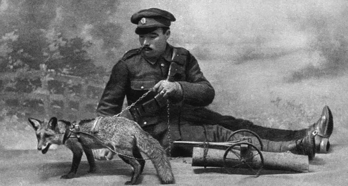 Framed Print : WW1 mascot: a fox in a harness Framed Print : WW1 mascot: a fox in a harness