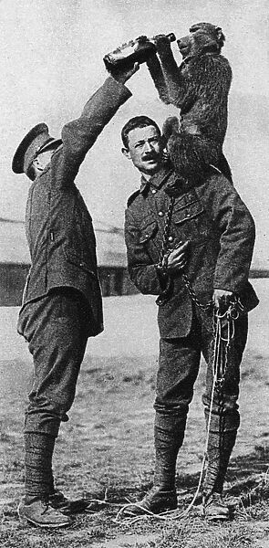 WW1 mascots: Billy the baboon