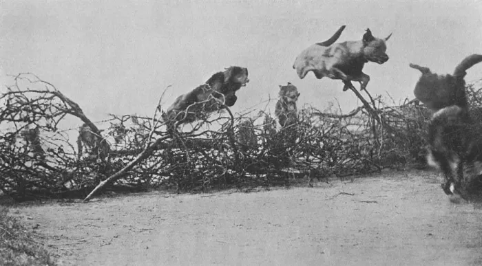 Framed Print : WW1 messenger dogs - training them to jump barbed wire Framed Print : WW1 messenger dogs - training them to jump barbed wire