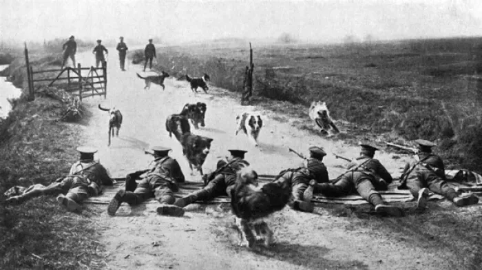 Framed Print : WW1 messenger dogs - training them under rifle fire Framed Print : WW1 messenger dogs - training them under rifle fire