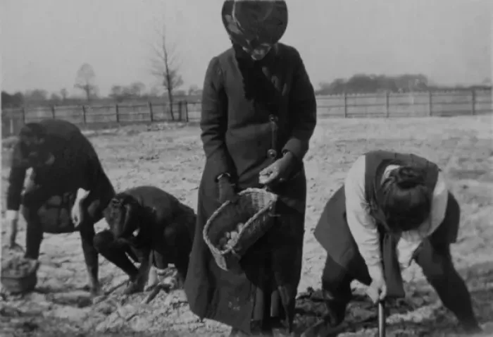Framed Print : WW1 - Students digging potatoes Framed Print : WW1 - Students digging potatoes