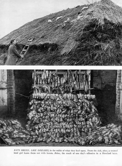 Framed Print : WW2 - Home Front - Land Girl hunting rats with ferrets Framed Print : WW2 - Home Front - Land Girl hunting rats with ferrets