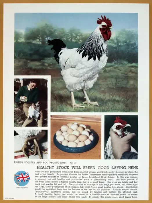 Framed Print : WW2 poster, Healthy stock will breed good laying hens Framed Print : WW2 poster, Healthy stock will breed good laying hens