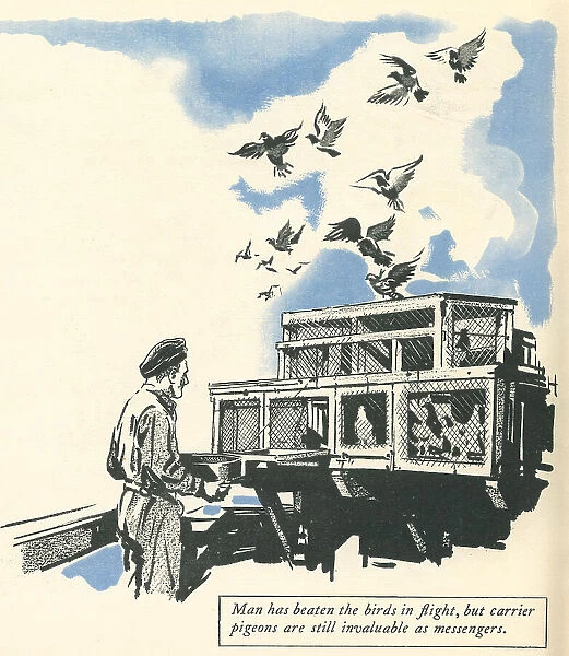 WW2, R. A. F. Messenger Pigeons